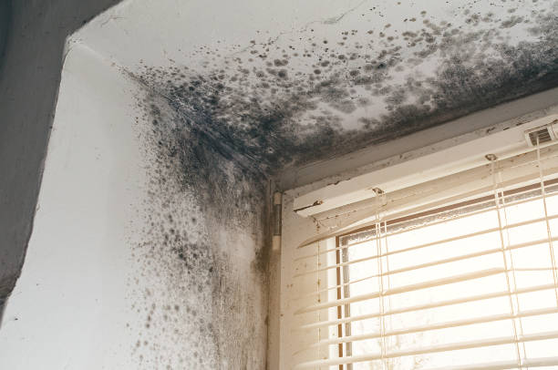 Affordable Crawl Space Mold Removal solutions in Milliken, CO